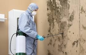 Professional Mold Remediation in Arnold, CA